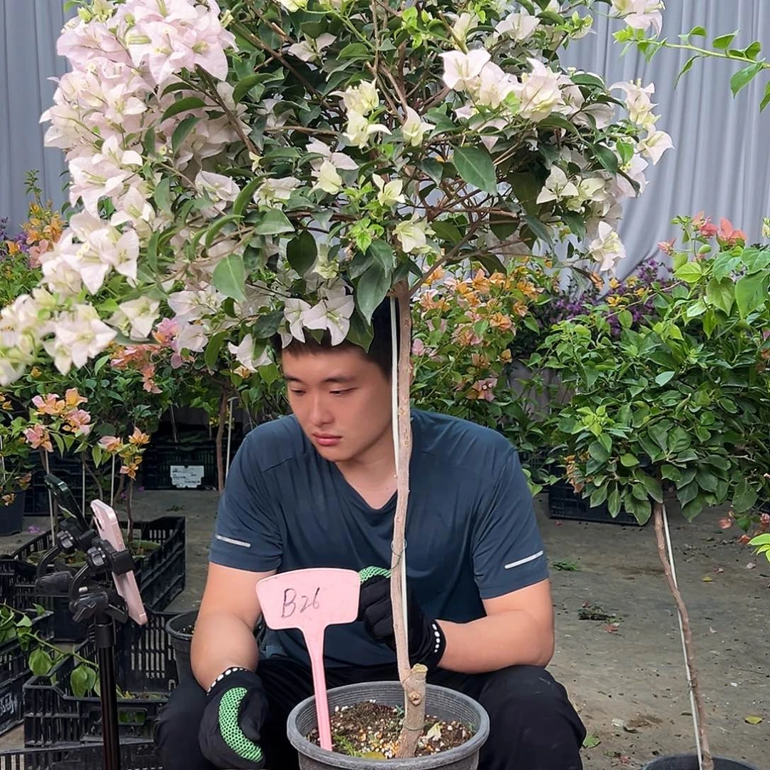 小***粒当前无花栽培后可以开花B26 苹果花