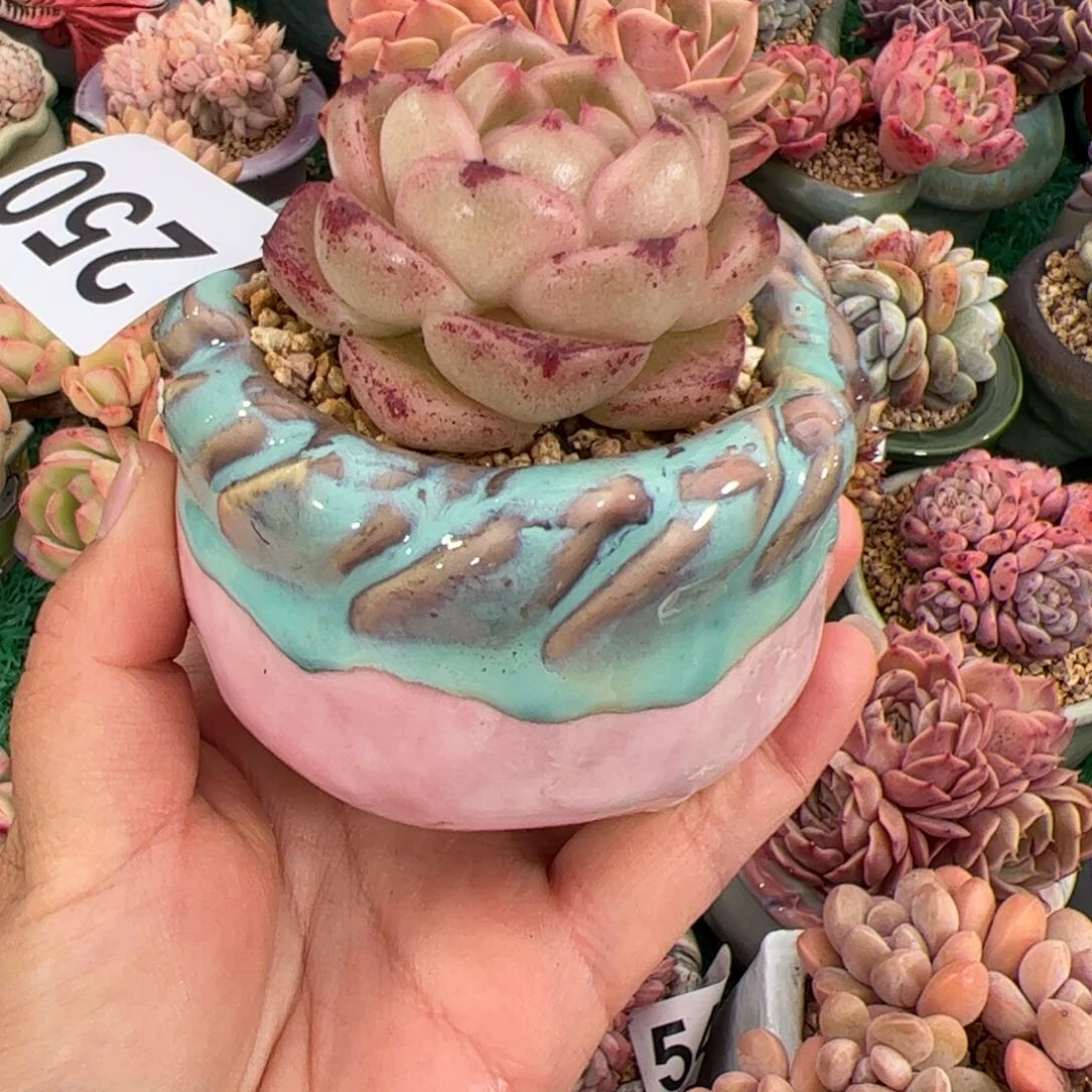 婷*花盆多肉植物组合盆栽