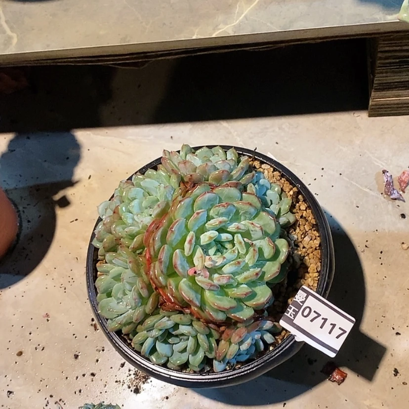 【闪购商品】白胖子07117