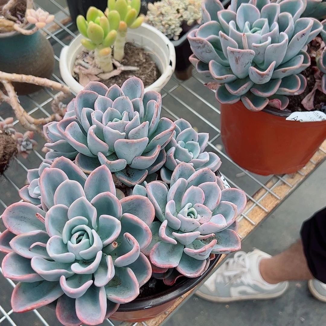 美尻三头起发整桩整群老桩无砍周正