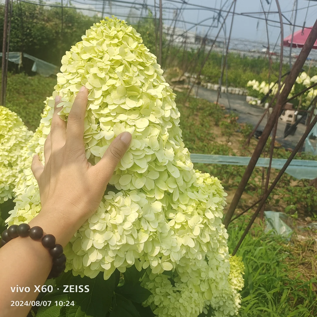 四年老桩盆栽大花圆锥绣球宝塔北极熊庭院耐寒花卉绿植