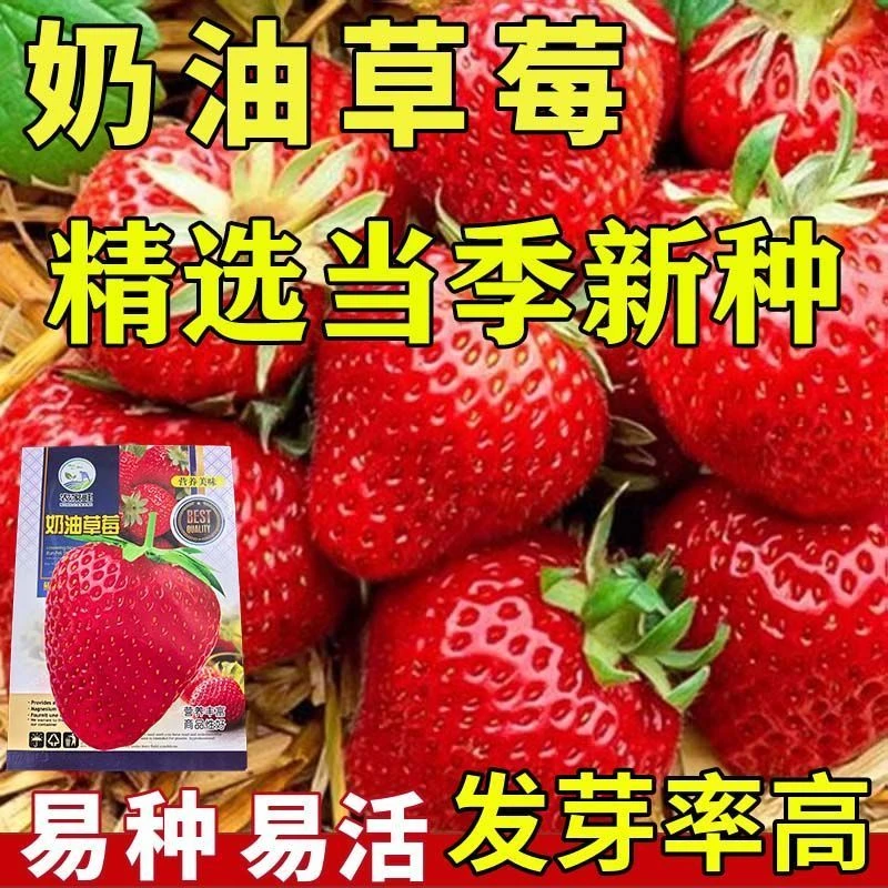 四季奶油草莓种籽子盆栽阳台庭院种植四季种子大田用超甜草莓新种
