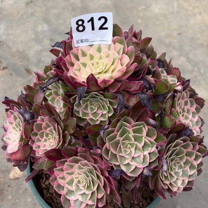 812孔雀翎22厘米左右