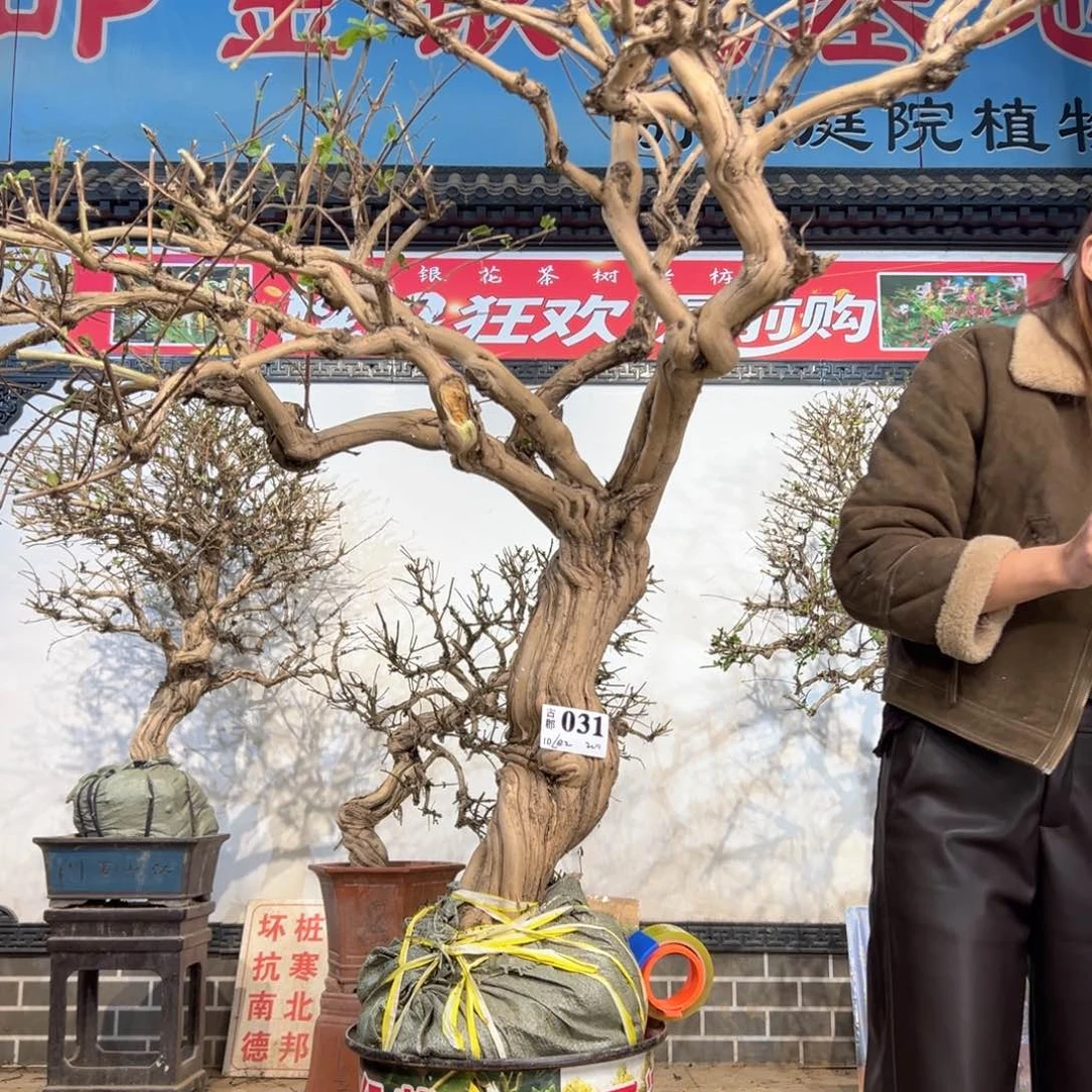 无花朵金银花8888888888888