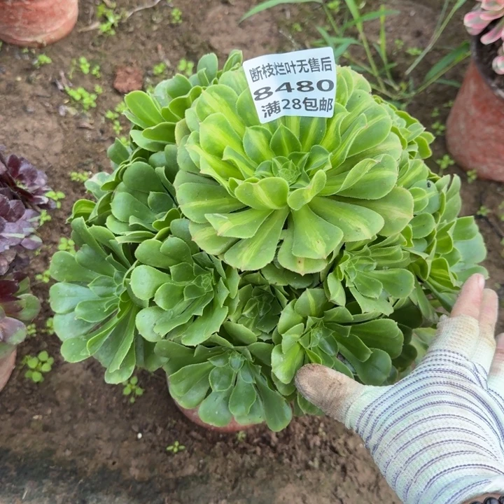 8480二号棚琉璃多肉B