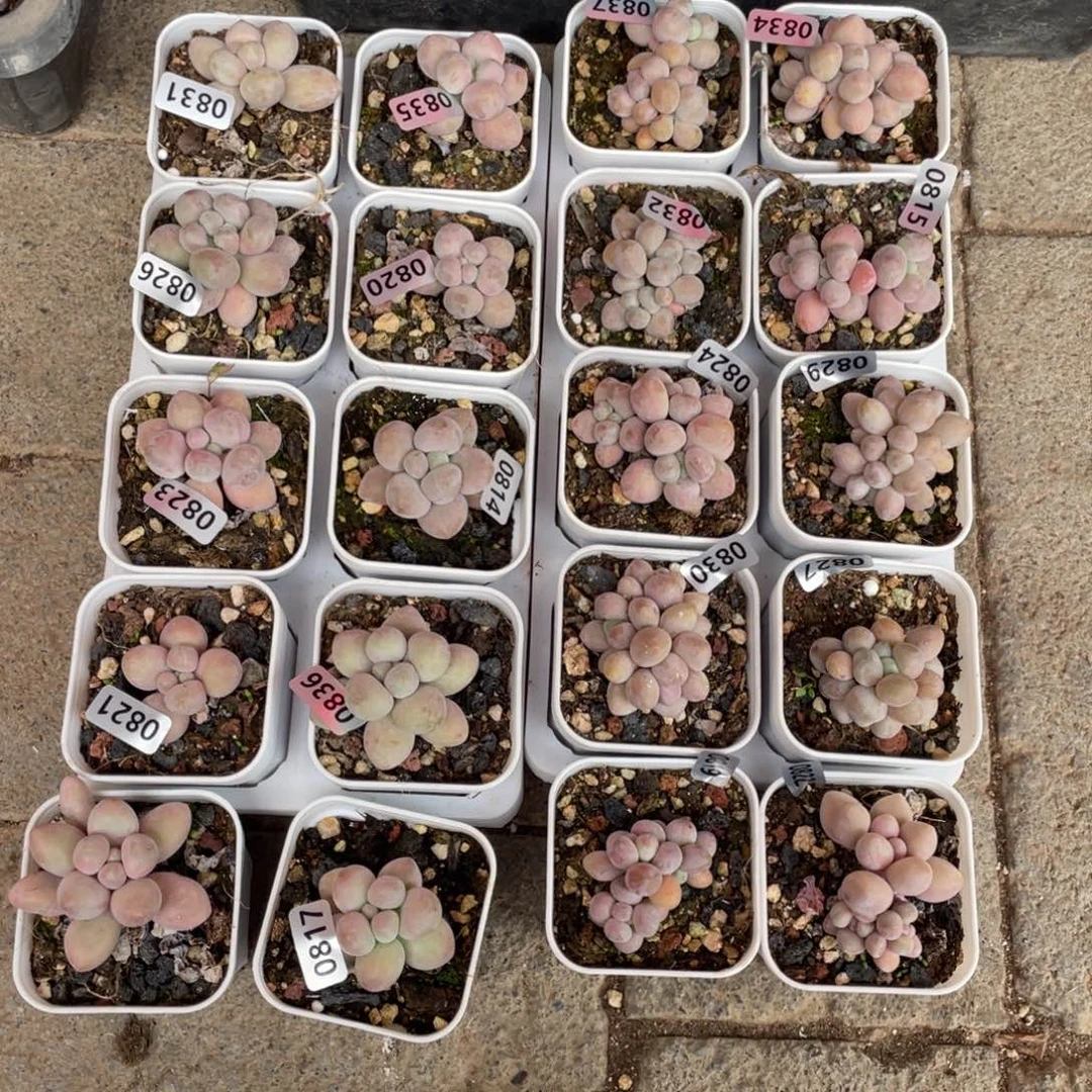 蔓越莓奶酪单头一颗