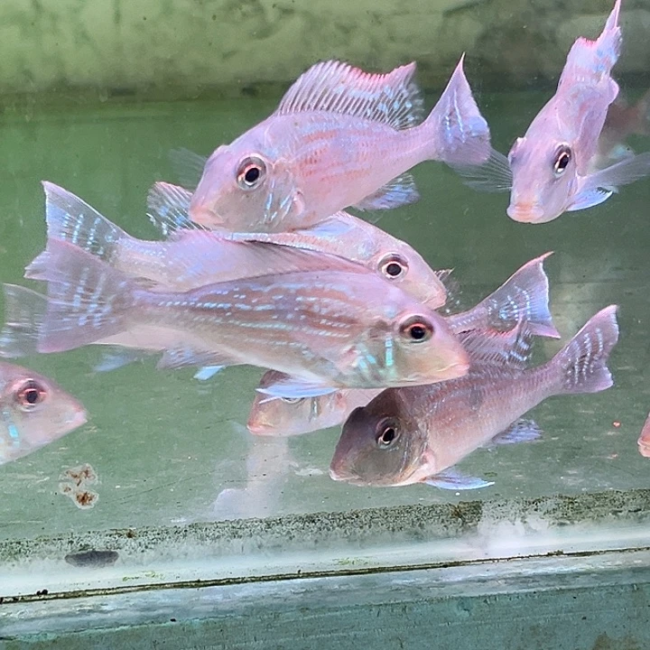 慈鲷鱼6+思维尼关刀2只