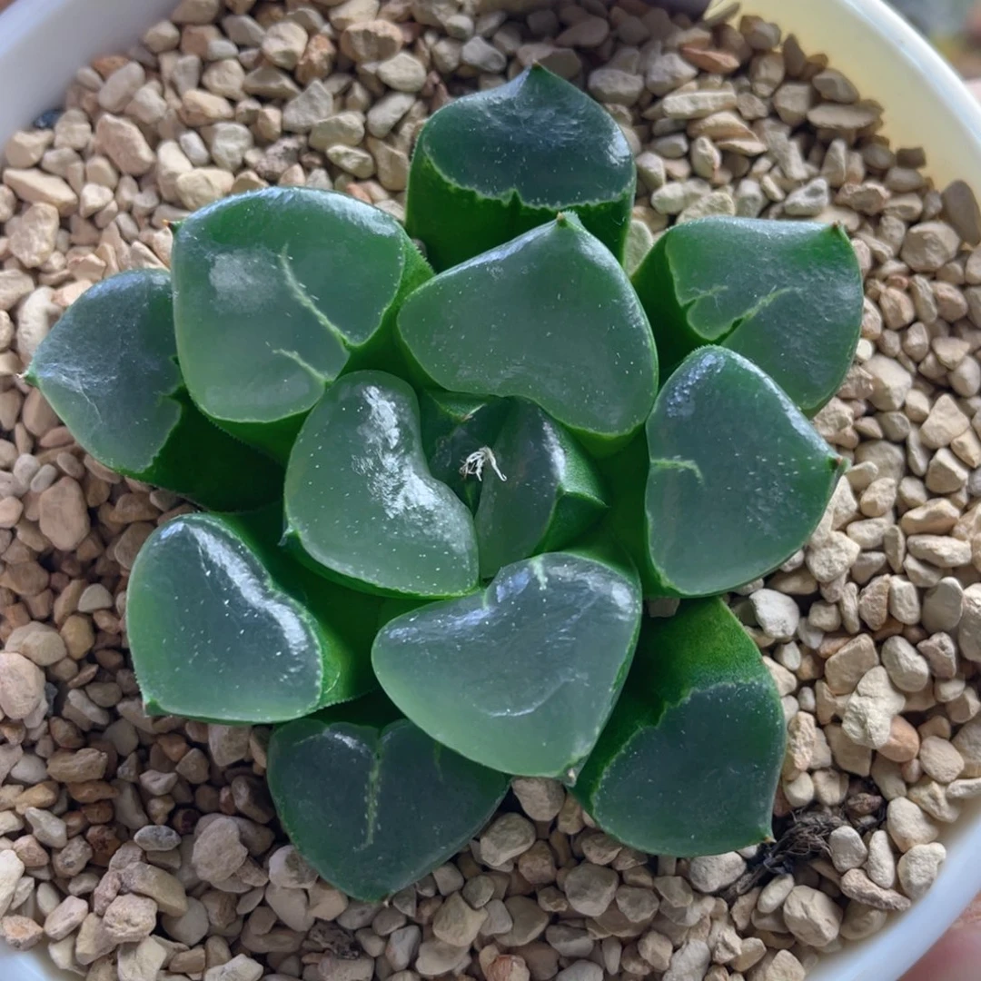 38.十二卷多肉姬翠寿。