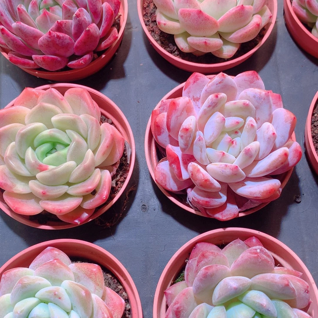 30-量拍品质保证多肉带盆9颗全单头