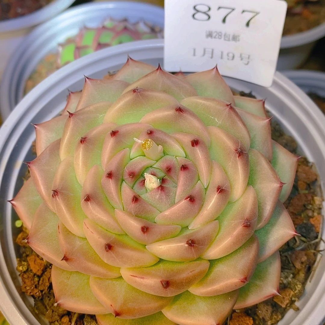 【闪购商品】云877