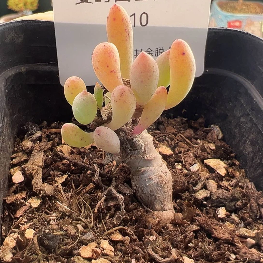 310号卡拉菲脱土发12.6多肉