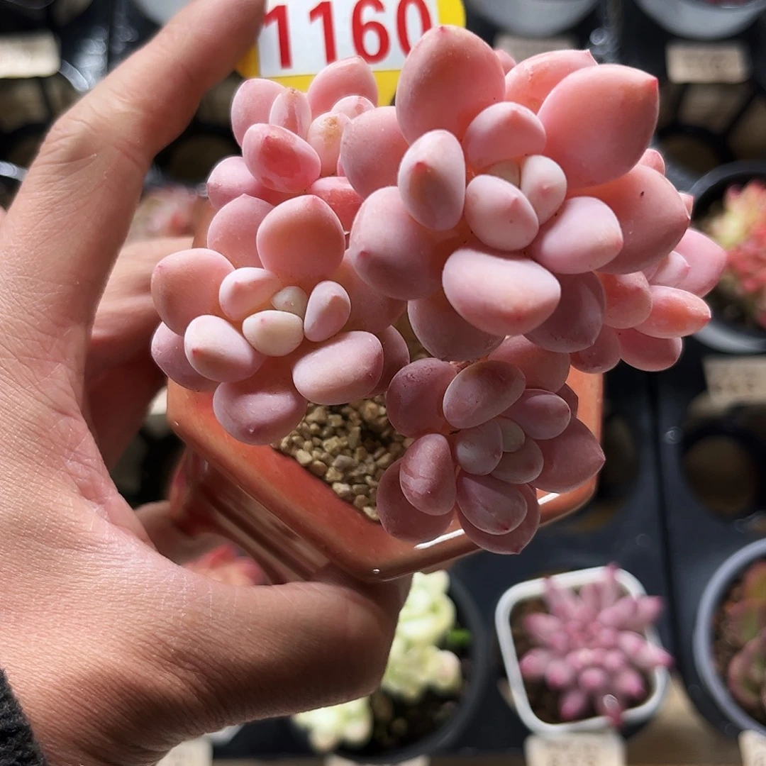 1160神仙香水多肉植物