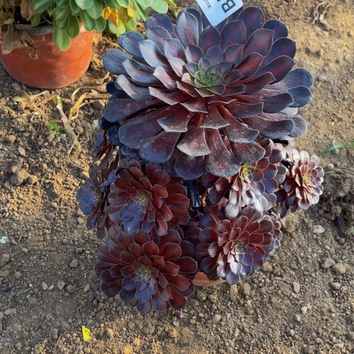 华*558月亮石多肉植物