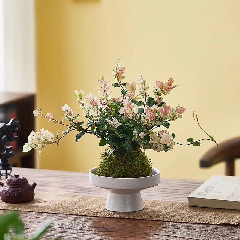 花叶络石水培植物苔藓球茶室办公室桌面盆栽绿植彩色花卉爬藤吊兰