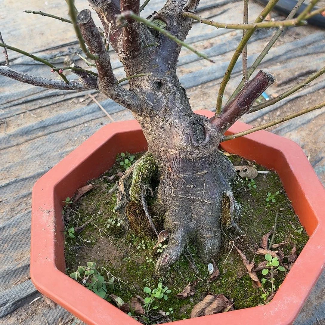 完全开放梅花949946494