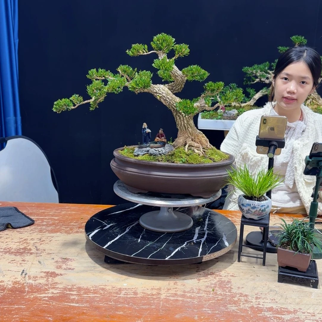 黄杨室内室外盆景艺术