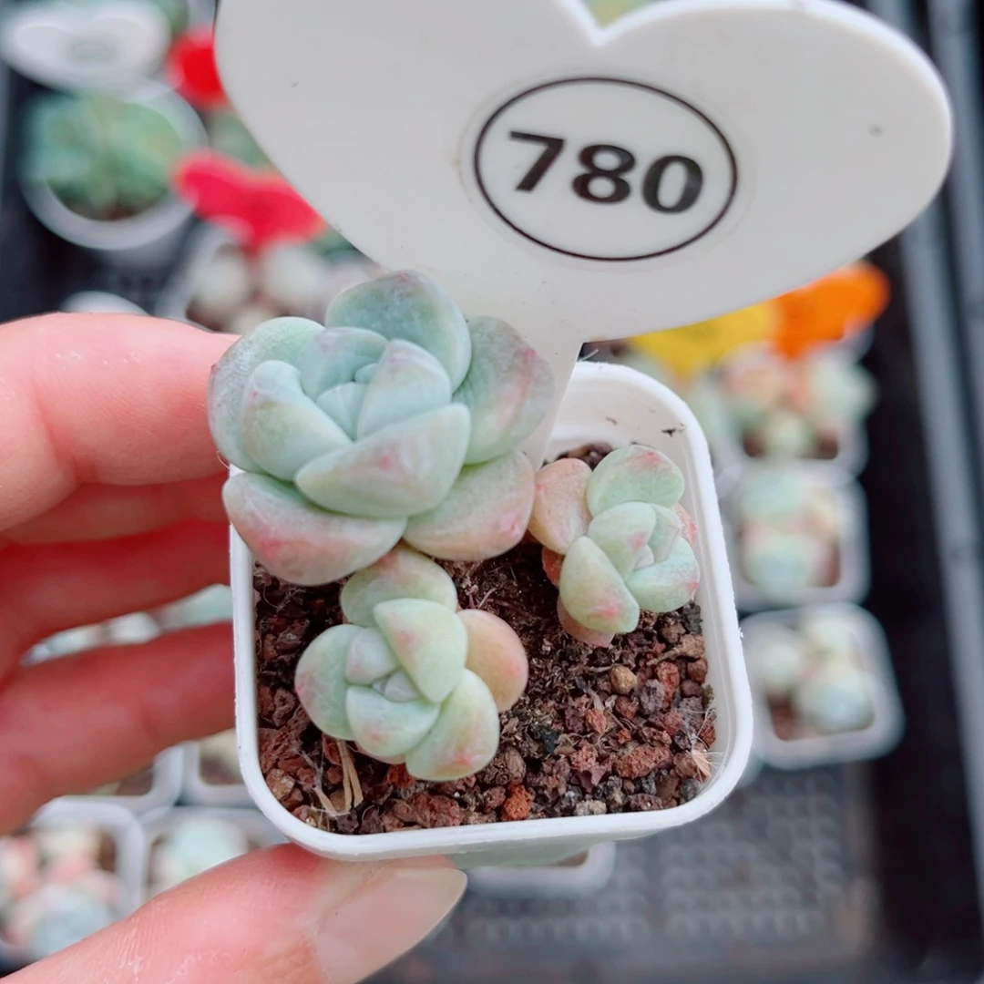风靡园艺小老桩冰玉群