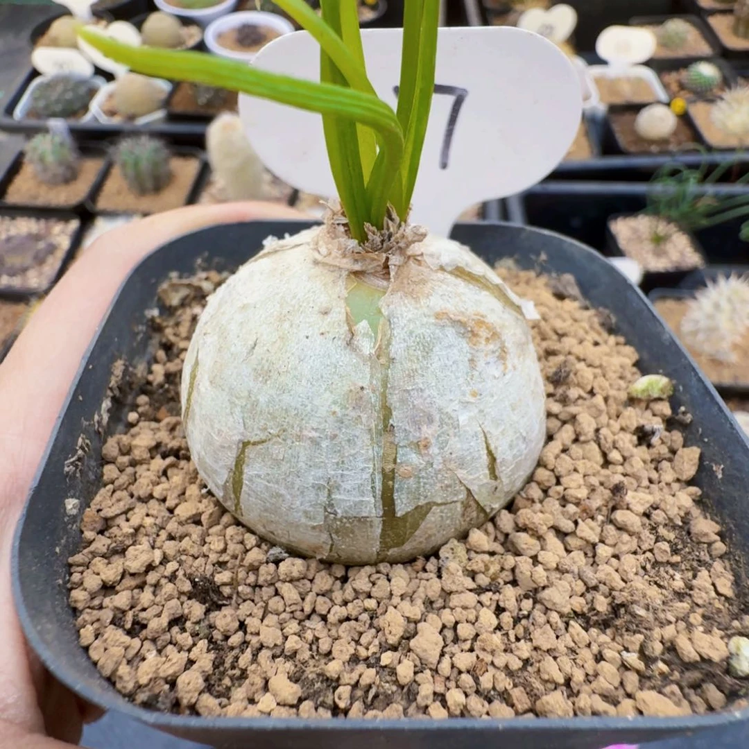 秋***“337大仓角殿带盆发货