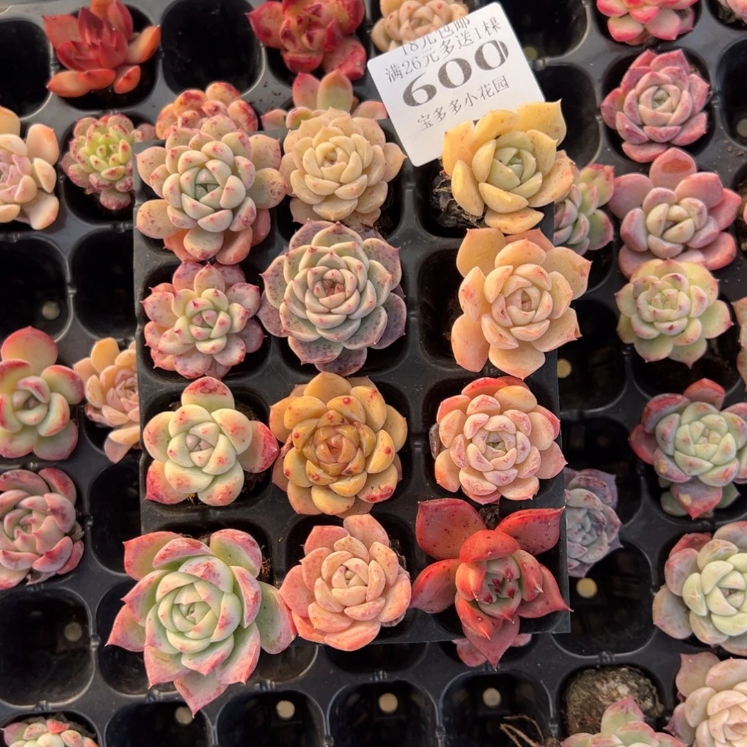 600号拼盘到手12颗 默认微瑕不售后