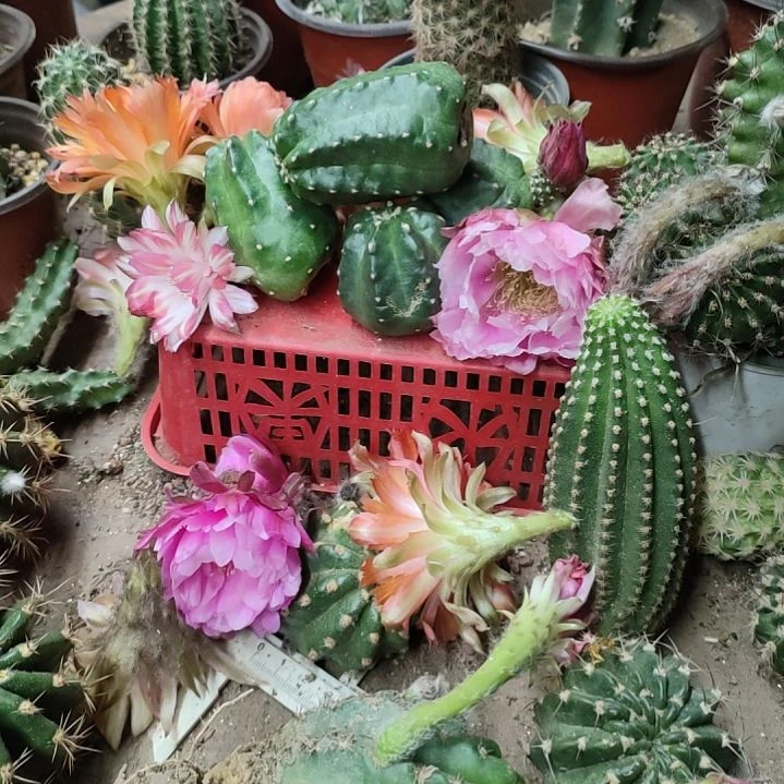 *****仙人球丽花l36嫁接球9个