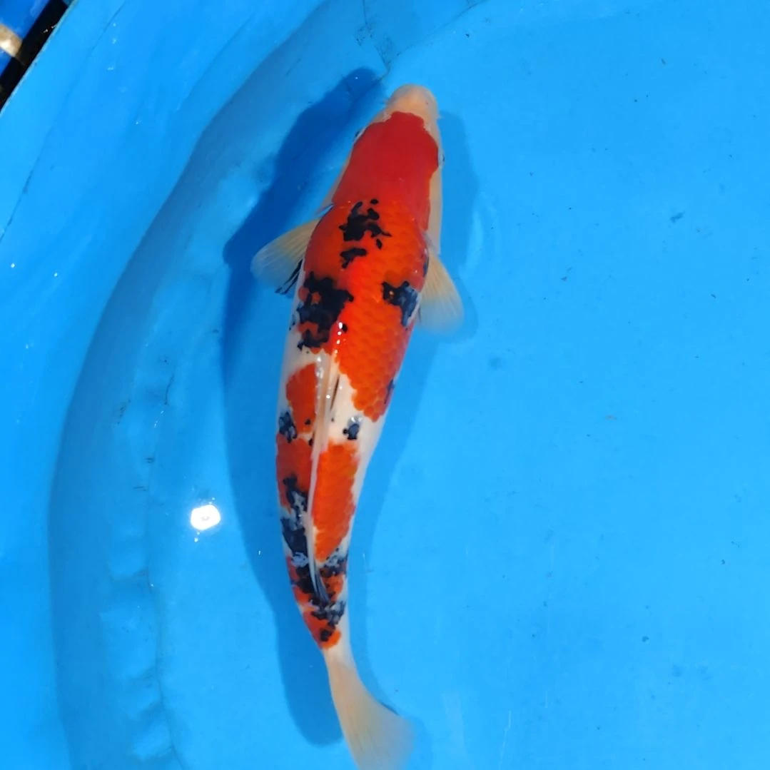 锦鲤40公分手术过不寄养