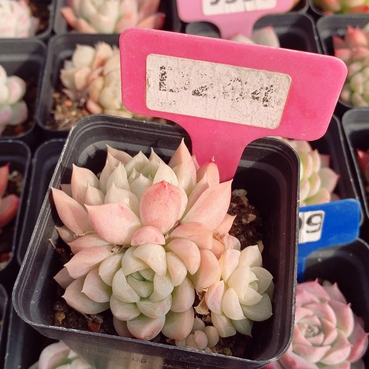 一盆两颗7cm多肉植物