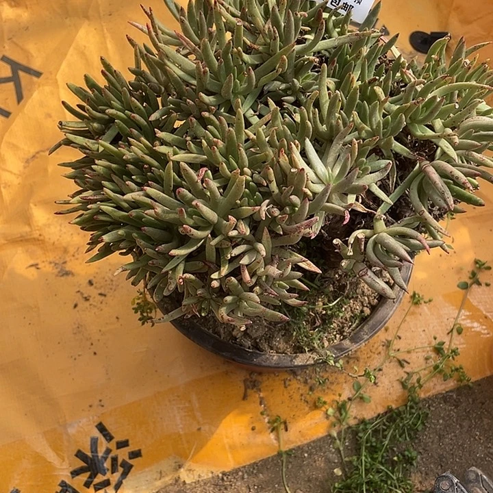 江*385号维思辛达多肉植物