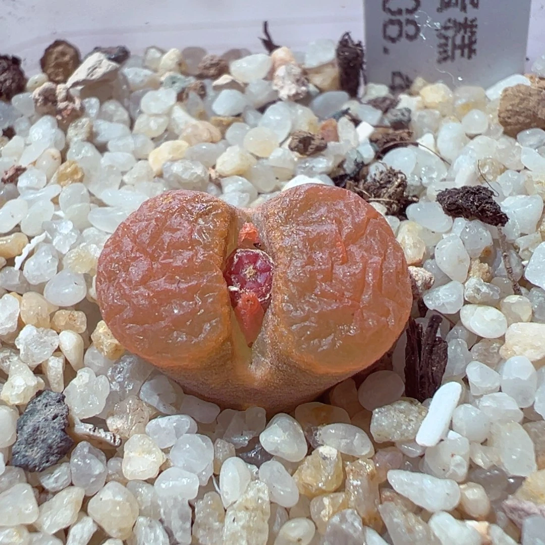 104-472多肉多肉超级蛋糕