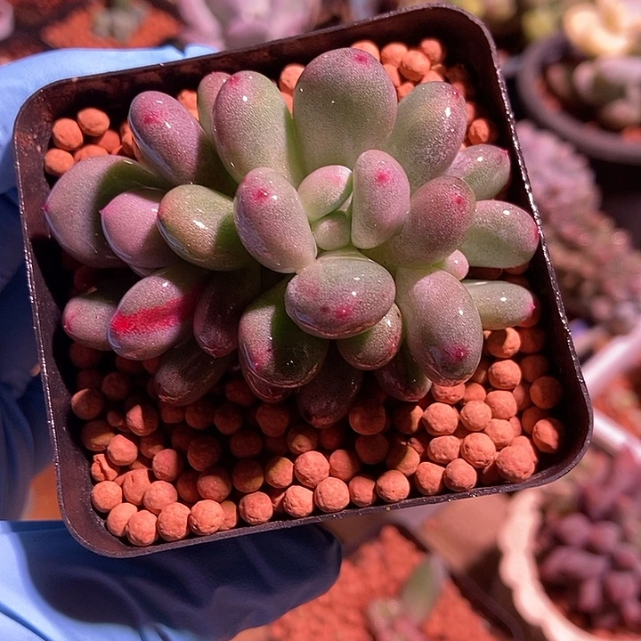 香香雪锦多肉植物