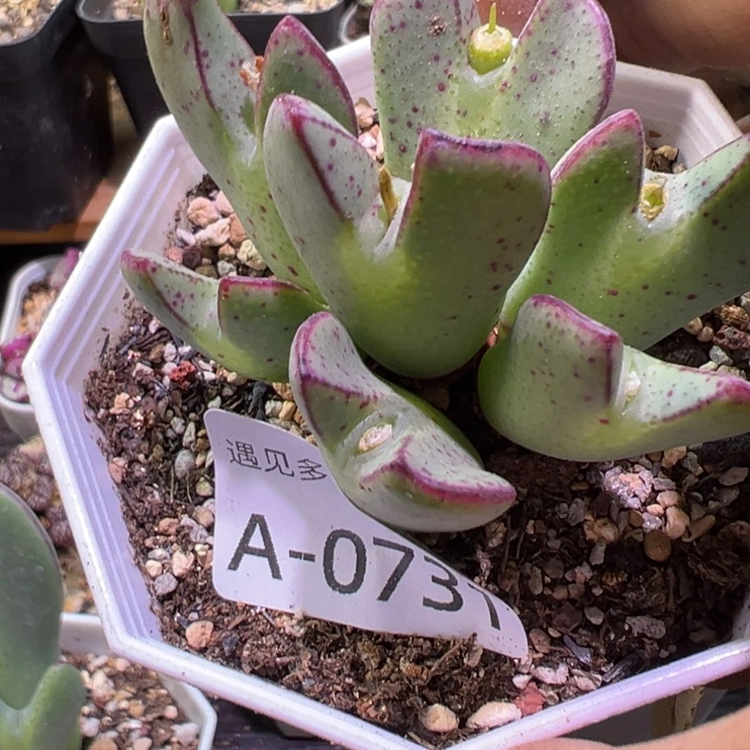 ****]多肉植物1111111111111