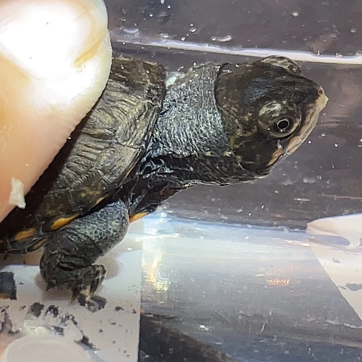 不分公母蛋龟A3全品紫金头纹瓦哈卡苗