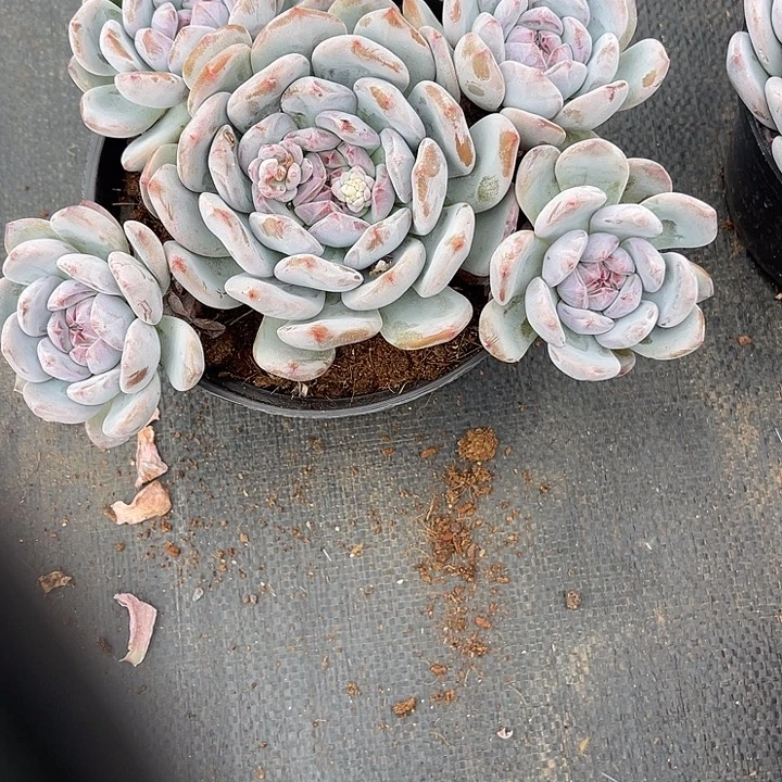 魅***引紫皮石榴籽星影485