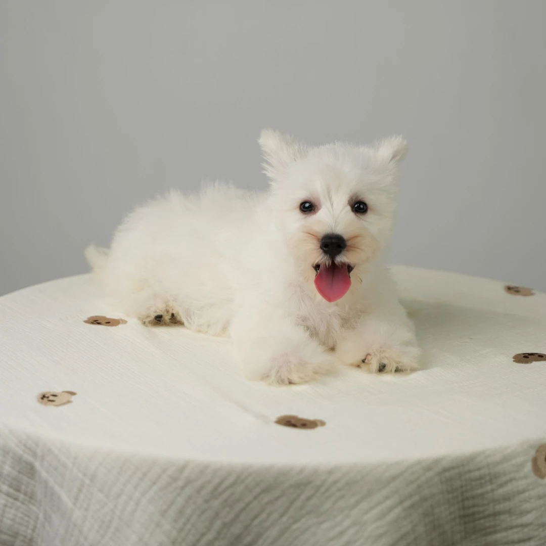 【萌犬优选】活体狗狗专属链接