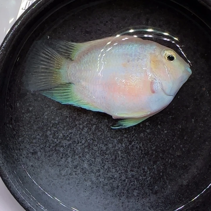 短鲷鱼妍*猪白金母一只