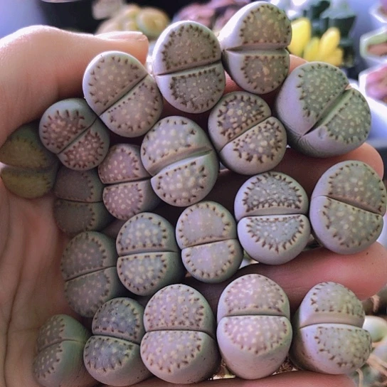 无花朵1205，1.5-1.8厘米如图20颗