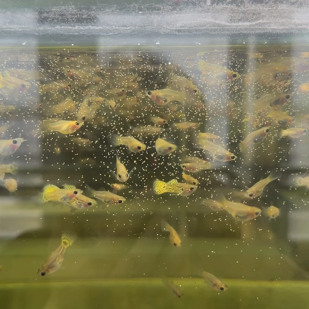孔雀鱼黑金蕾丝玻璃猫苗10条随机
