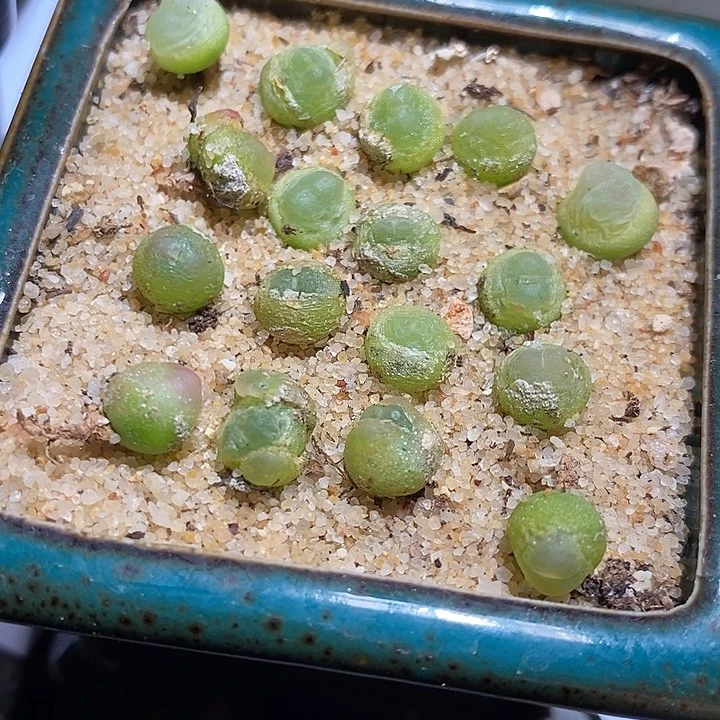 拉登0.6-0.8一颗。