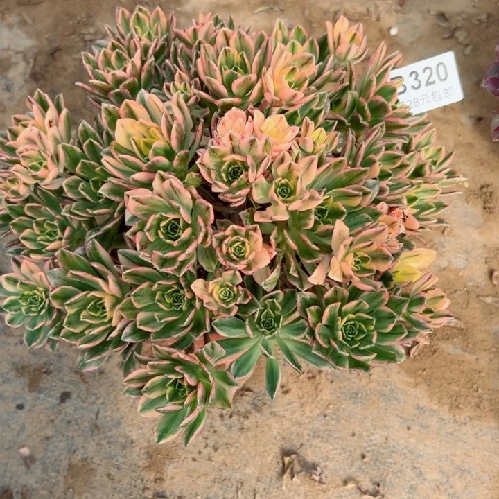 320甜茶多肉植物
