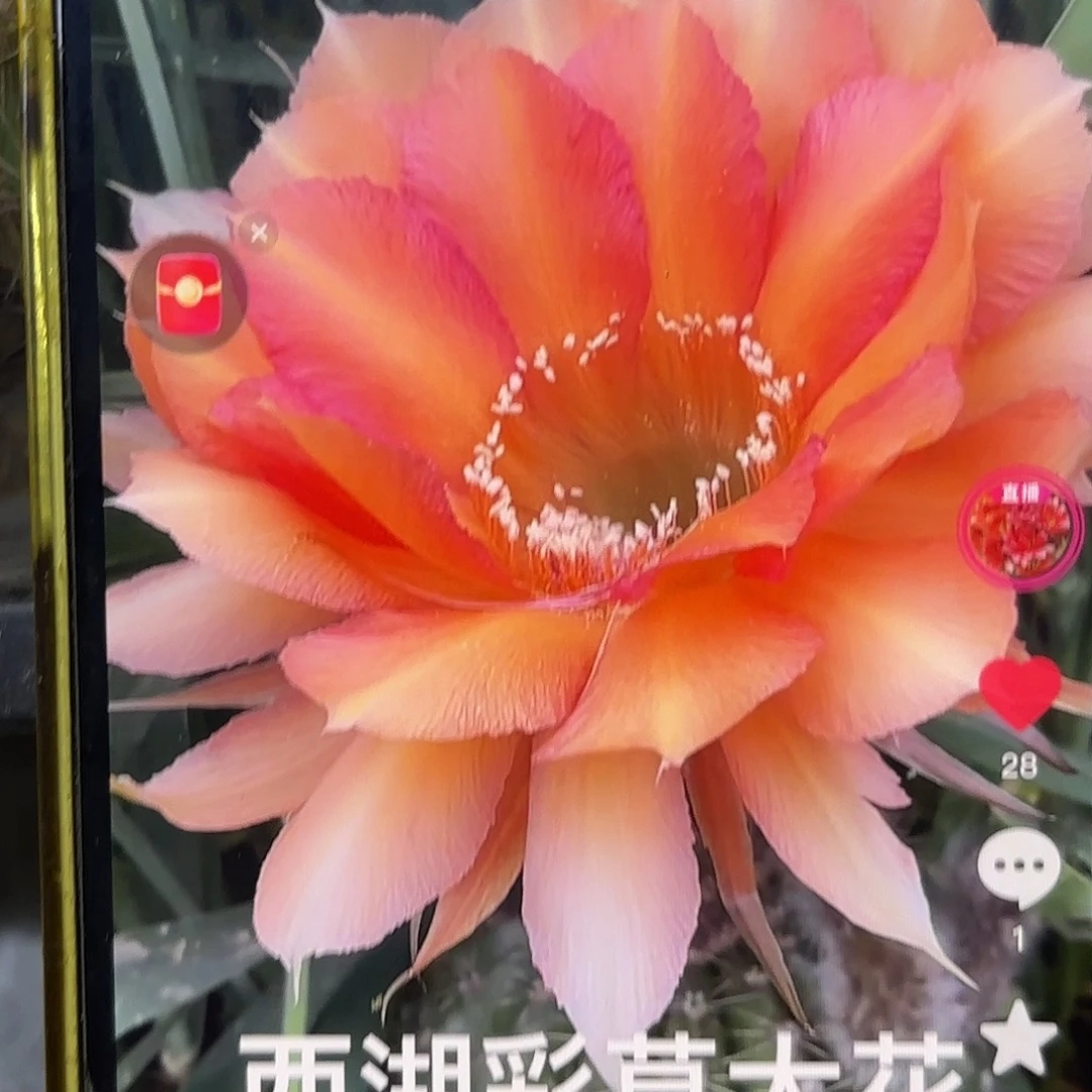 A15彩侧牙20包邮仙人球37
