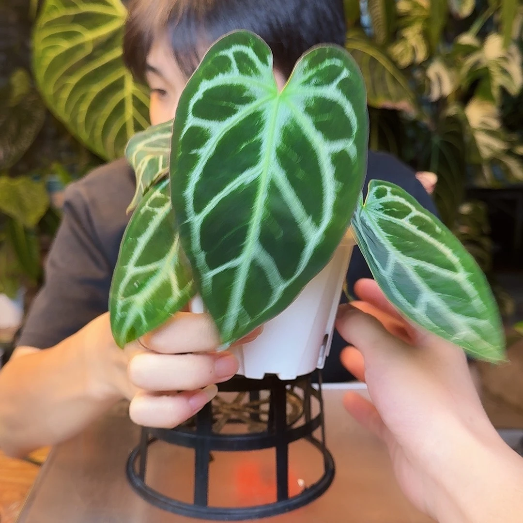 完全开放Z21skg黑水晶杂蝶叶银