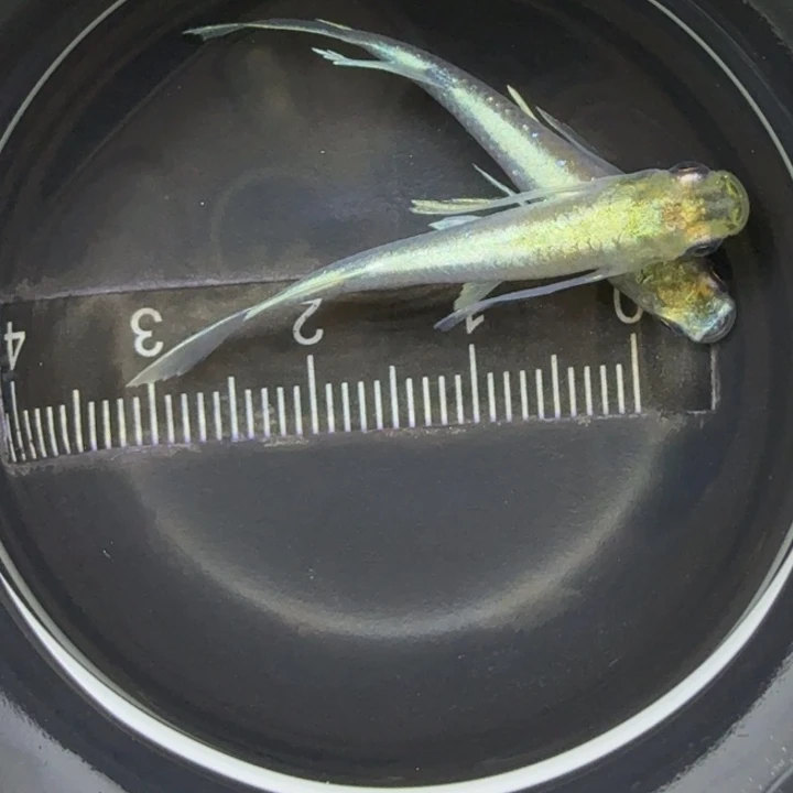 青鳉鱼天使之翼，公48号