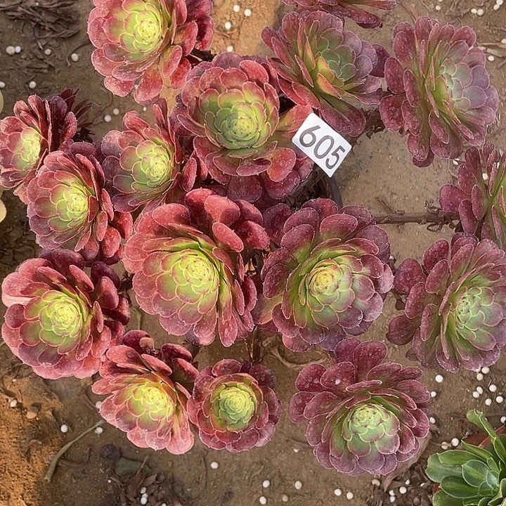 605红萝莉多肉植物