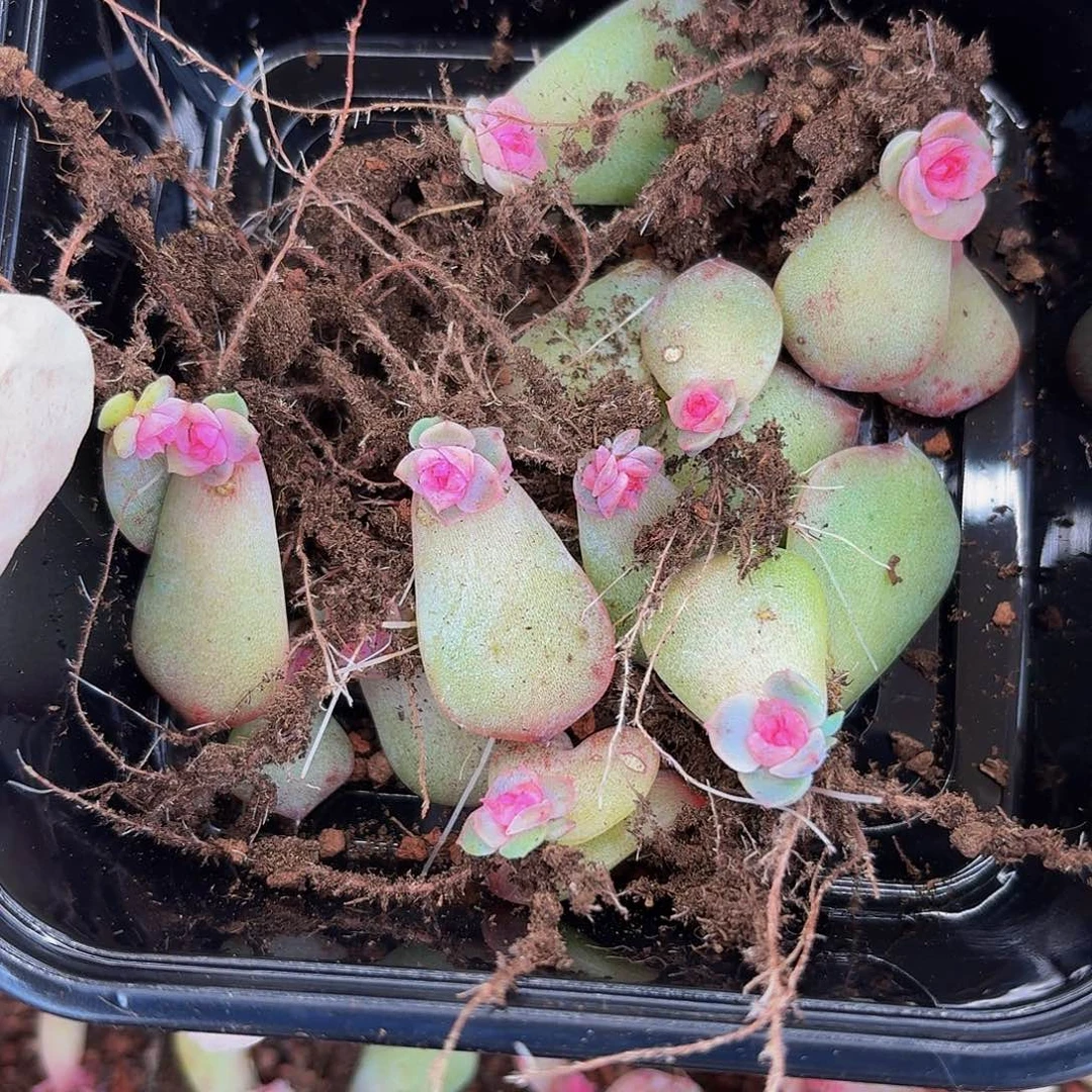 黄*瑞多肉植物多肉植物383