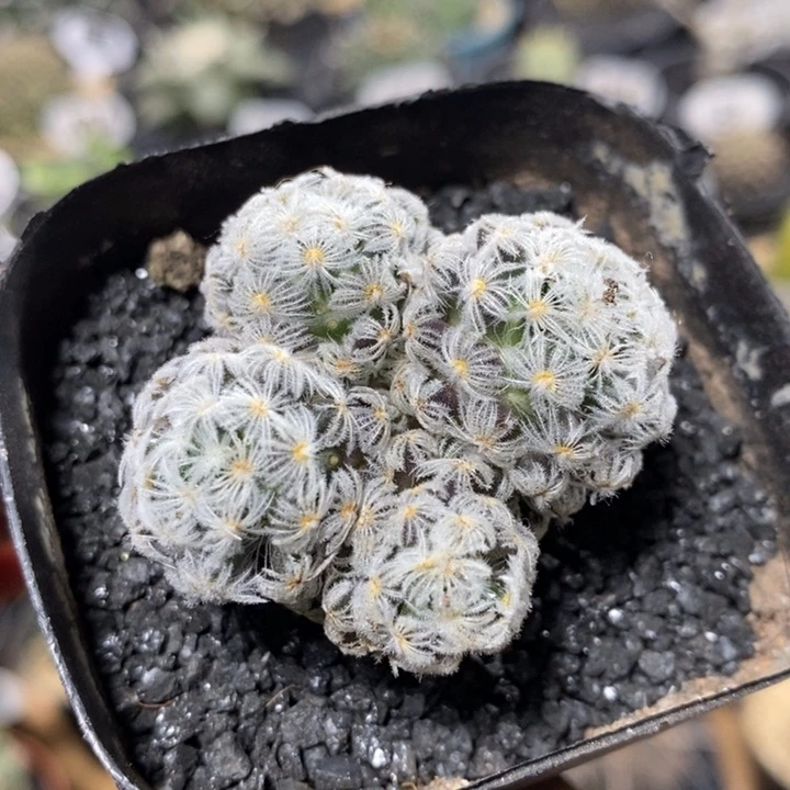 实生杜威丸群生306号4.3cm