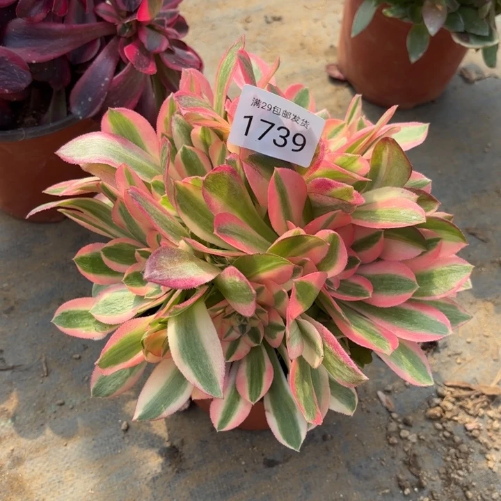 粉女巫多肉法师1739