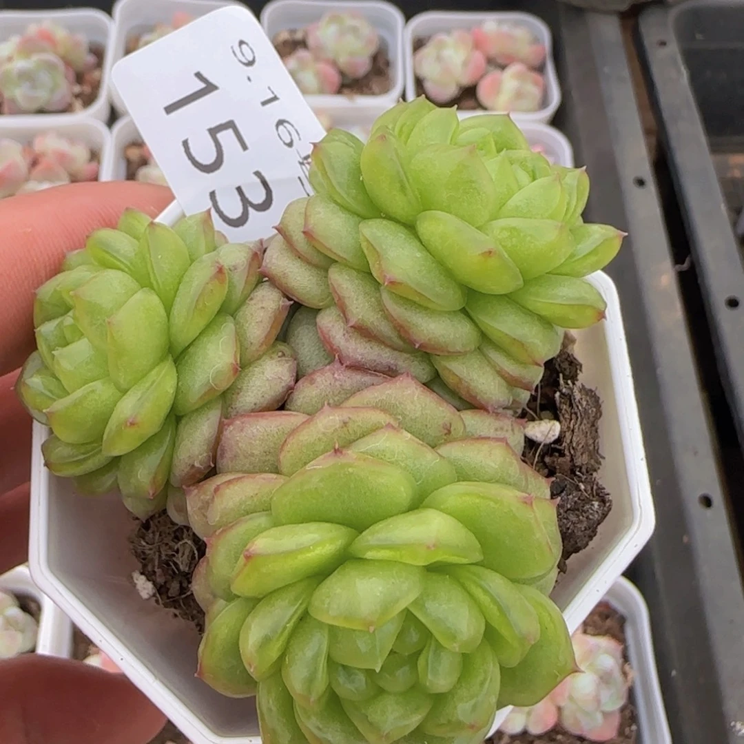 灯泡珍妮三头一颗脱土