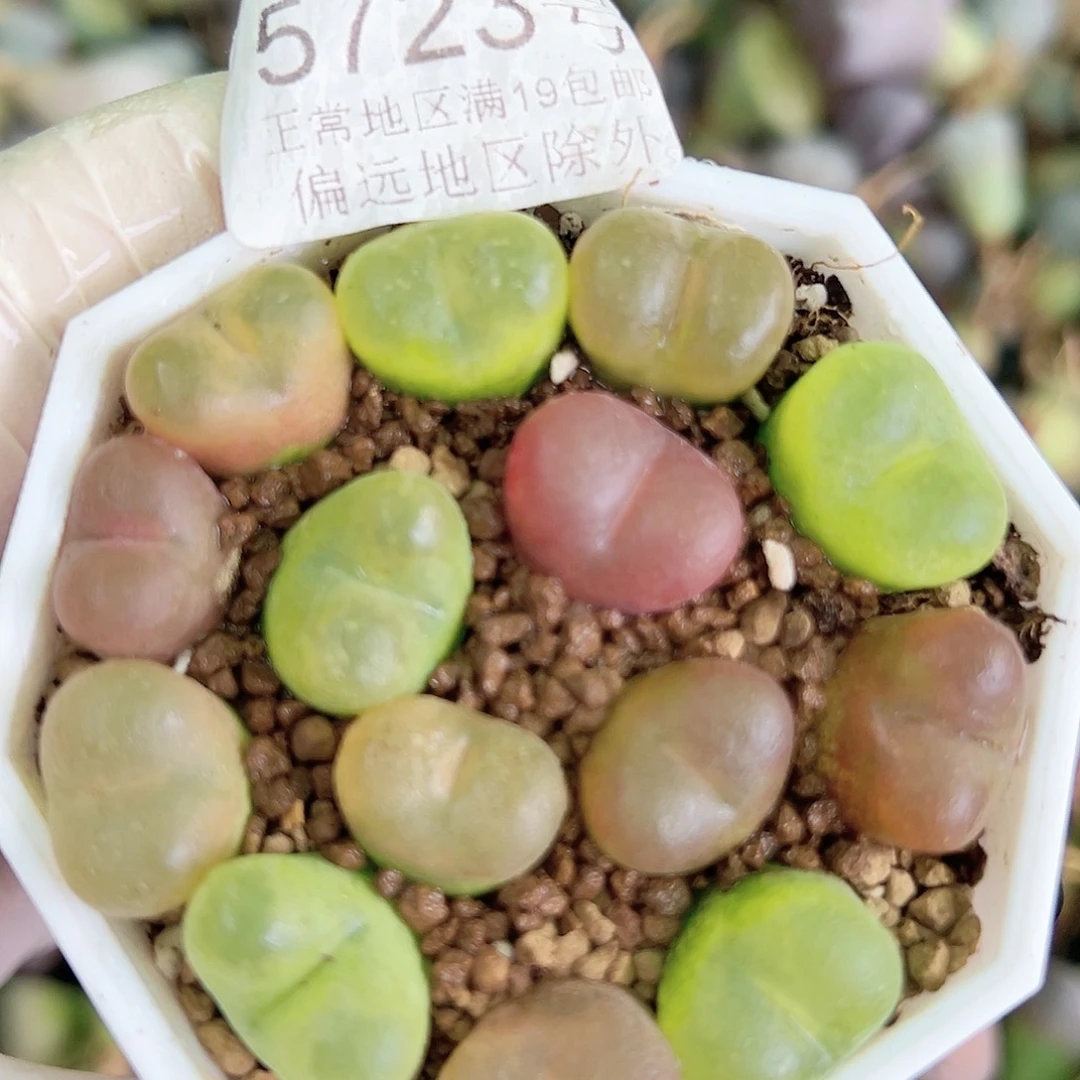 5723 好养易活生石花大母本