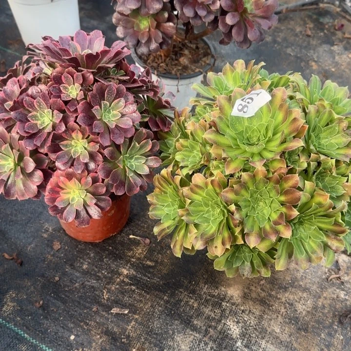 851金丝雀➕青柠包邮。