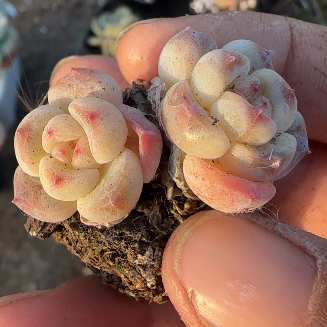 多肉小卡拉米糖心一物一拍