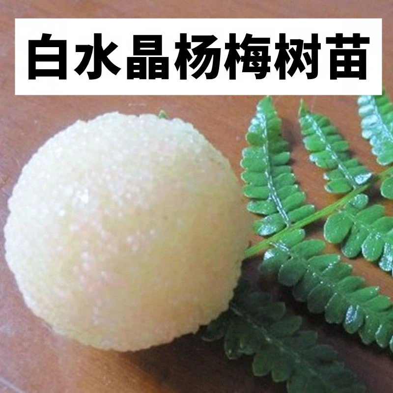 嫁接杨梅树苗白水晶大果水果杨梅盆栽地栽当年结果南北方种植抗冻